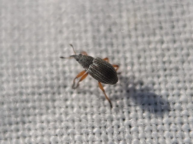 Exapion