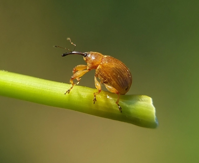 Anthonomus phyllocola - fenyőbarkarontó ormányos Anthonomus phyllocola - fenyőbarkarontó ormányos