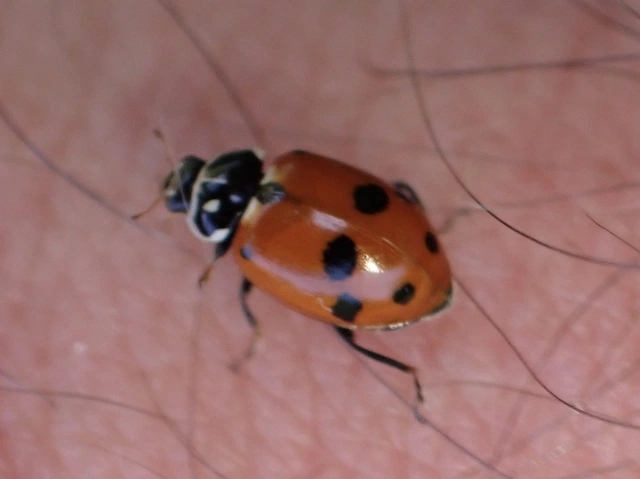 Hippodamia variegata - tizenhárompettyes katica