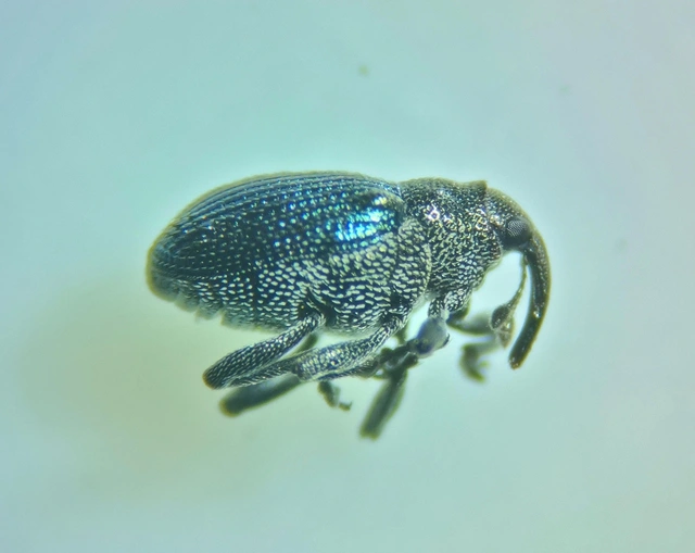 Ceutorhynchus erysimi - kis repcsény-ceutormányos