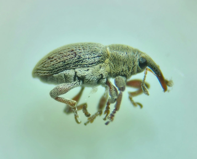 Tychius picirostris - szurkosorrú tímárormányos