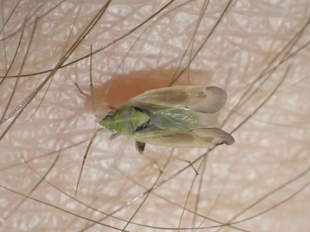 Amblytylus