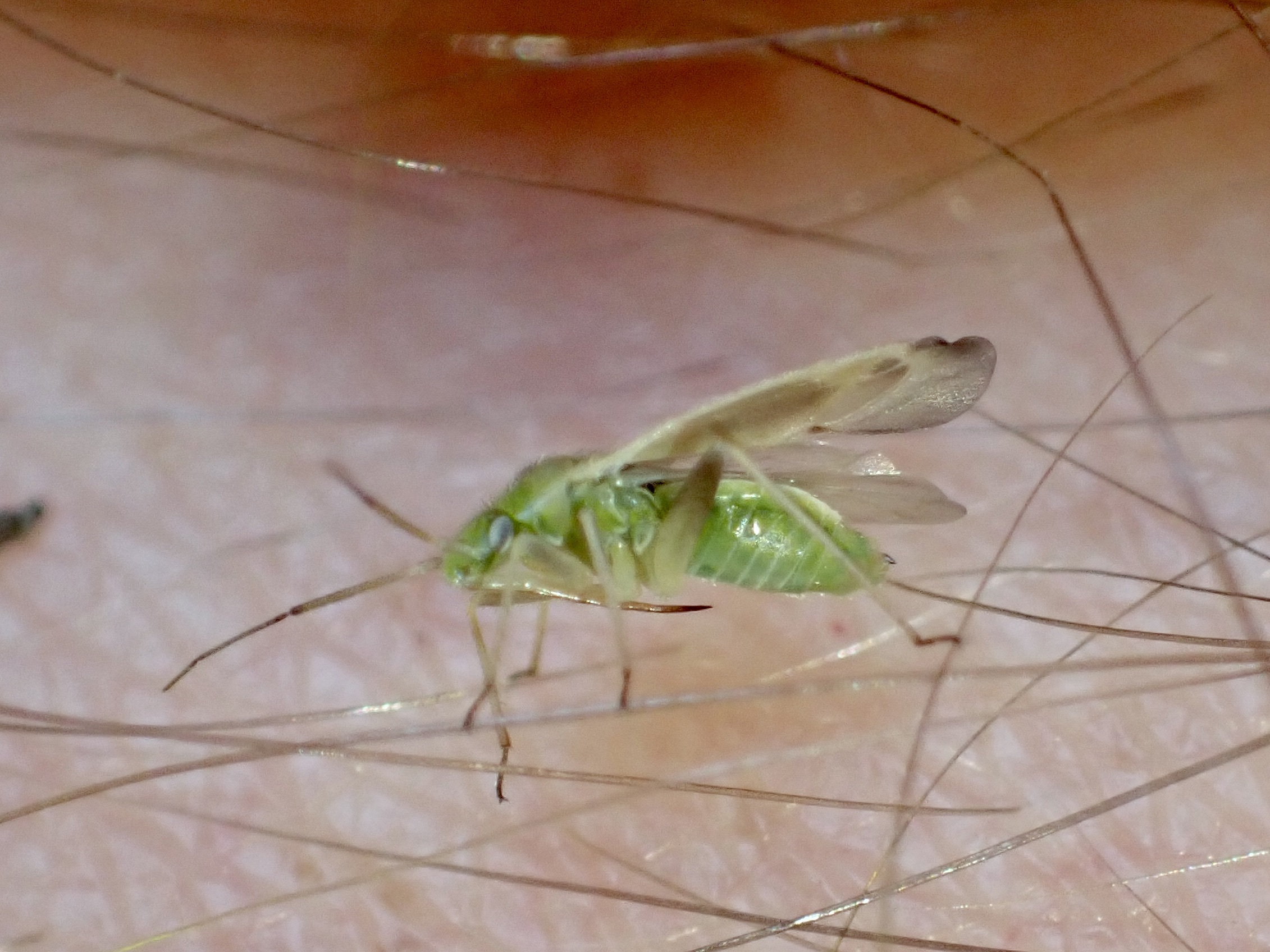 Amblytylus