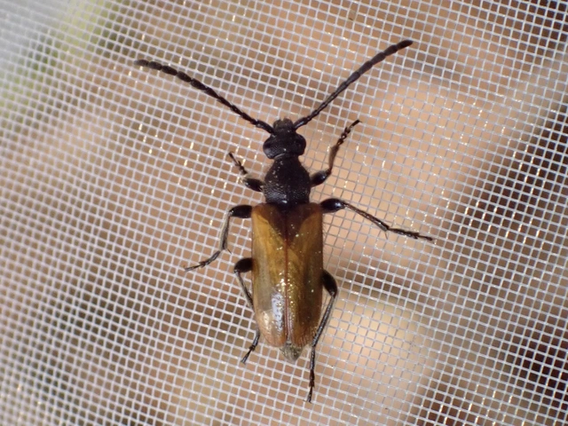 Pseudovadonia livida - barnás virágcincér