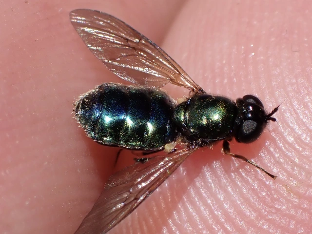 Chloromyia