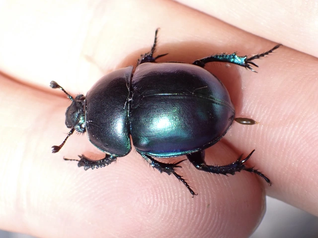 Trypocopris vernalis - tavaszi álganéjtúró