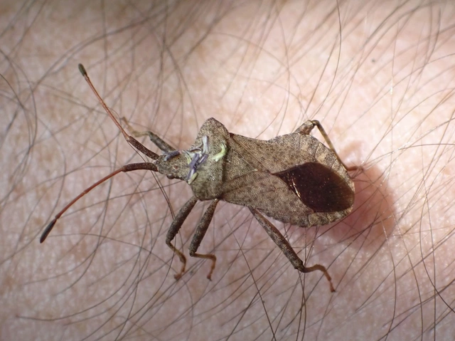 Coreus marginatus - közönséges karimáspoloska