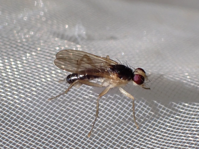 Scathophagidae