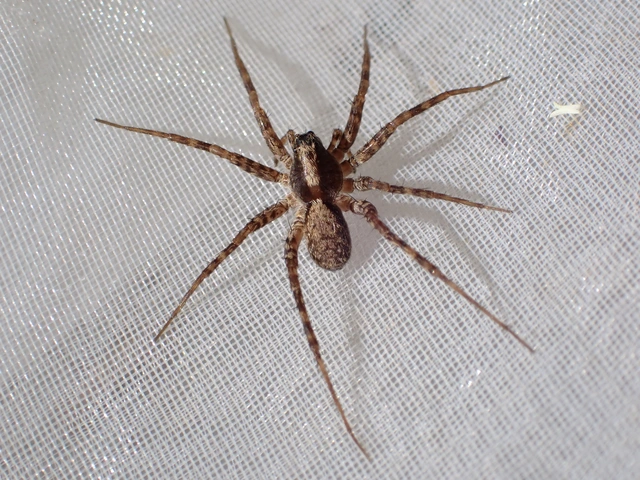 Pardosa