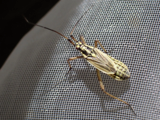 Leptopterna