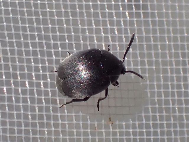 Spermophagus