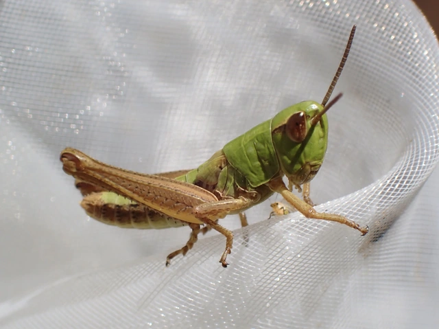 Pseudochorthippus parallelus - közönséges rétisáska