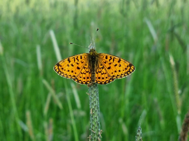 Boloria selene - fakó gyöngyházlepke