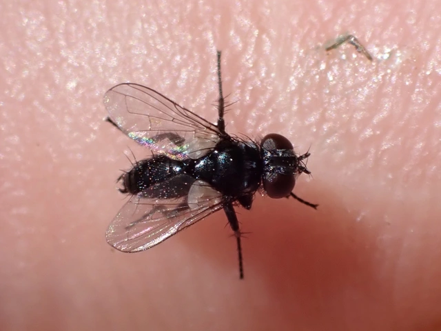 Phasiinae