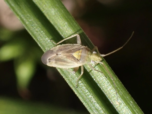 Amblytylus