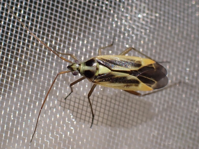 Stenotus binotatus - kétfoltos mezeipoloska