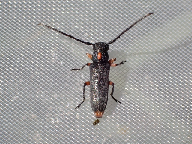 Phytoecia pustulata - parányi fűcincér