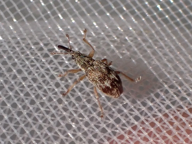 Taeniapion urticarium - csalán-cickányormányos