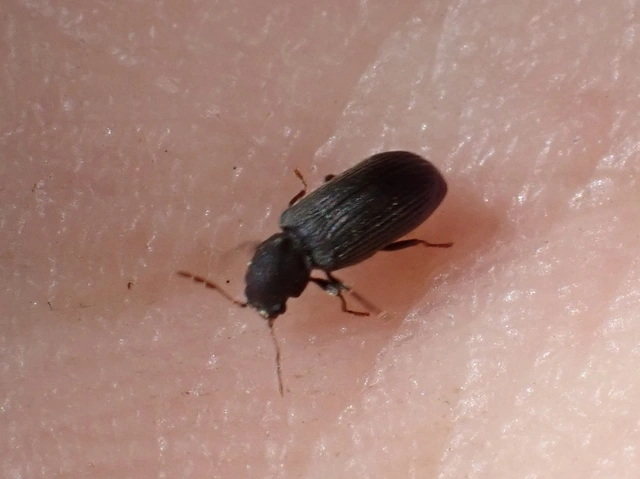 Ptinidae - tolvajbogarak