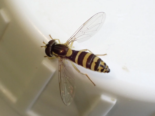 Sphaerophoria