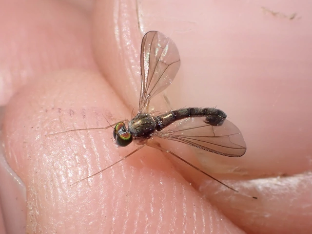 Dolichopodidae - szúnyoglábú legyek