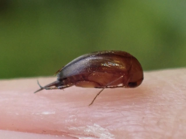Mordellidae - marókafélék