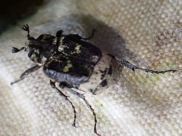 Valgus hemipterus - suta virágbogár