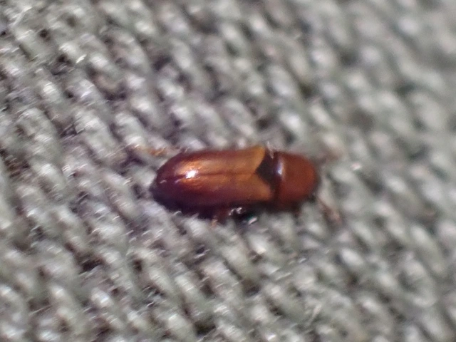 Corticeus unicolor - egyszínű kéregbújó