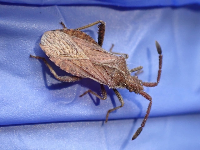 Coriomeris