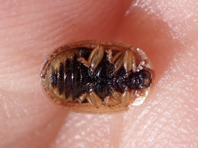 Hypocassida subferruginea - közönséges bordáspajzsbogár