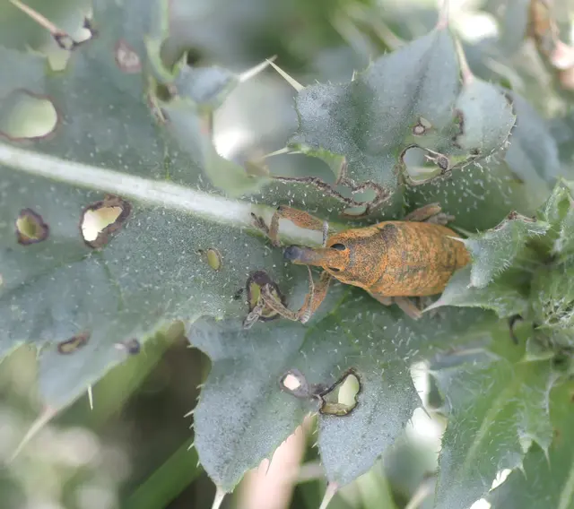 Lixus pulverulentus - mályvafúró dudvabarkó