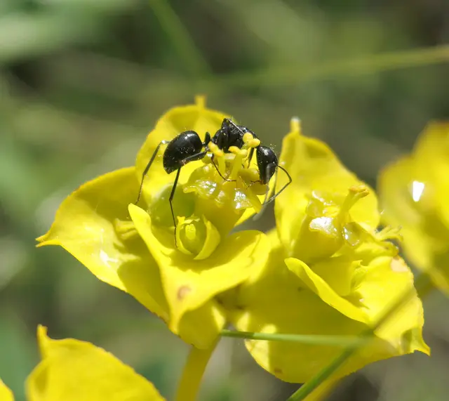 Camponotus aethiops - szőrös lóhangya