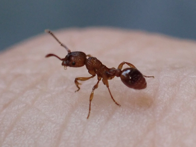 Myrmica sabuleti - gyakori bütyköshangya