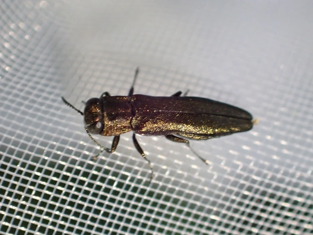 Agrilus angustulus - közönséges karcsúdíszbogár