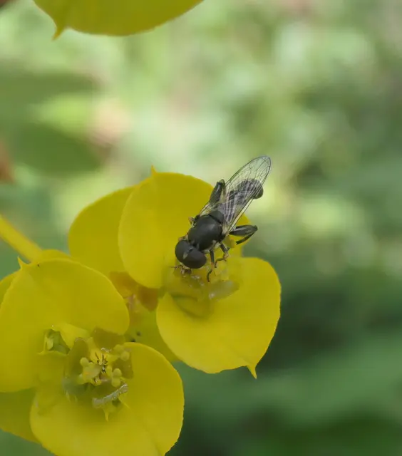 Syritta pipiens - zizegő comboslégy