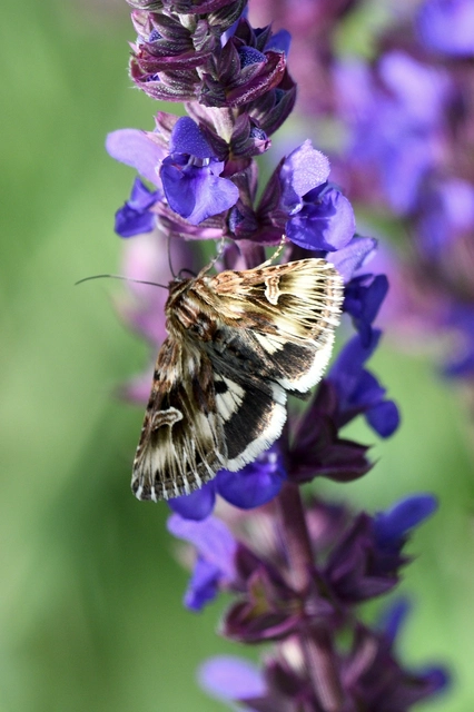 Actinotia radiosa - kis sugarasbagoly