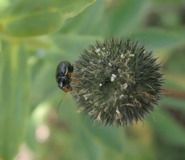 Cryptocephalus bameuli/flavipes