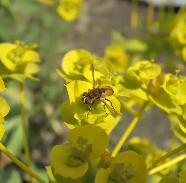 Phasiinae