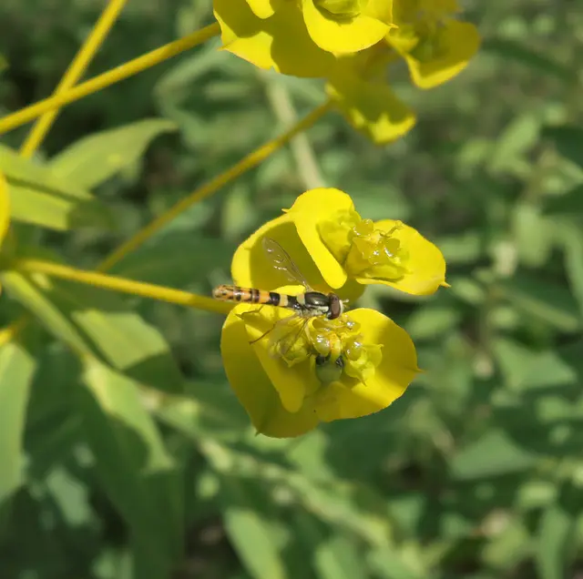 Sphaerophoria