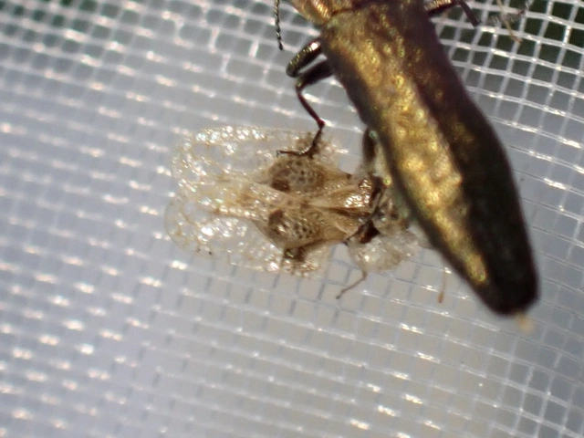 Corythucha arcuata - tölgy-csipkéspoloska