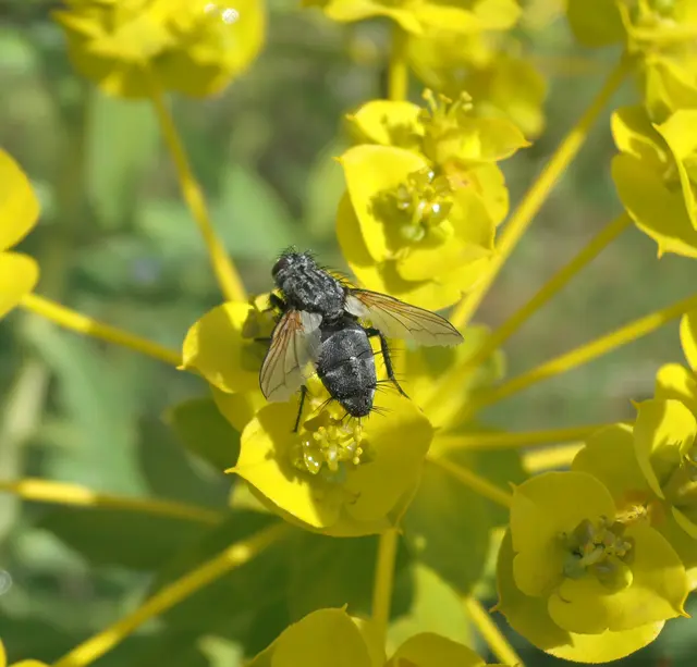 Tachinidae - fürkészlegyek