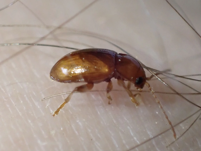 Neocrepidodera
