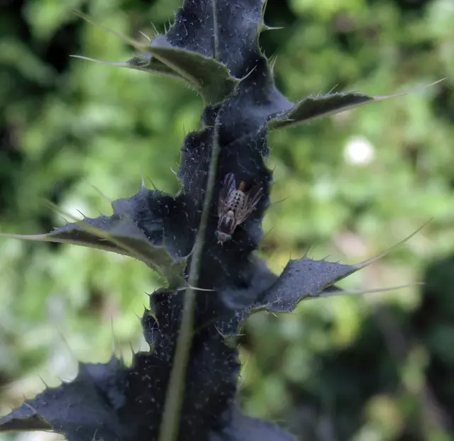 Tephritidae - fúrólégyfélék