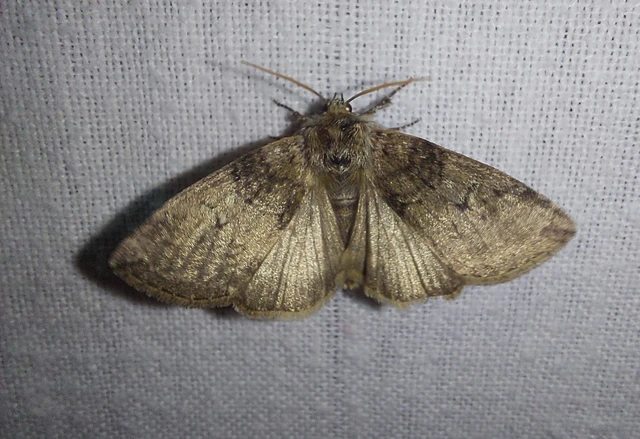 Tethea or - bélyeges pihésszövő