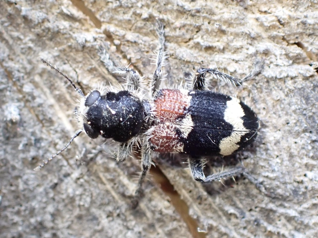 Clerus mutillarius - feketenyakú szúfarkas