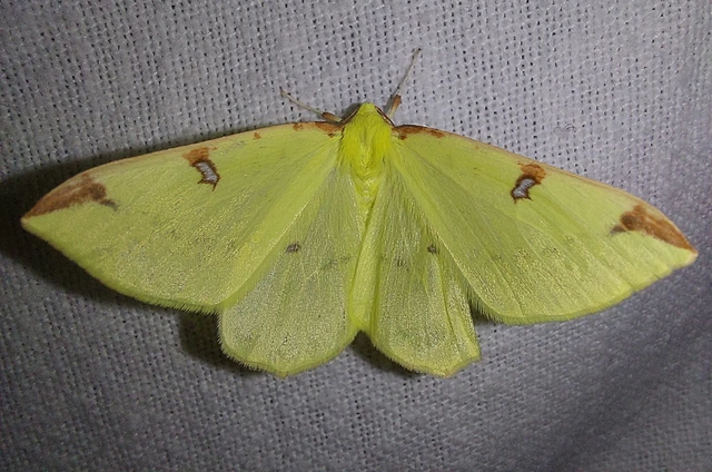 Opisthograptis luteolata - citromsárga araszoló