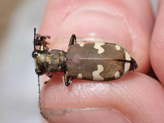 Cicindela sylvicola - erdei homokfutrinka