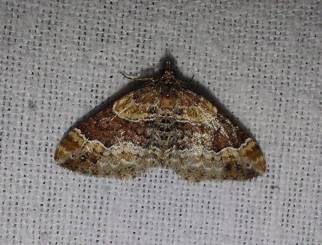 Xanthorhoe spadicearia - sávos tarkaaraszoló