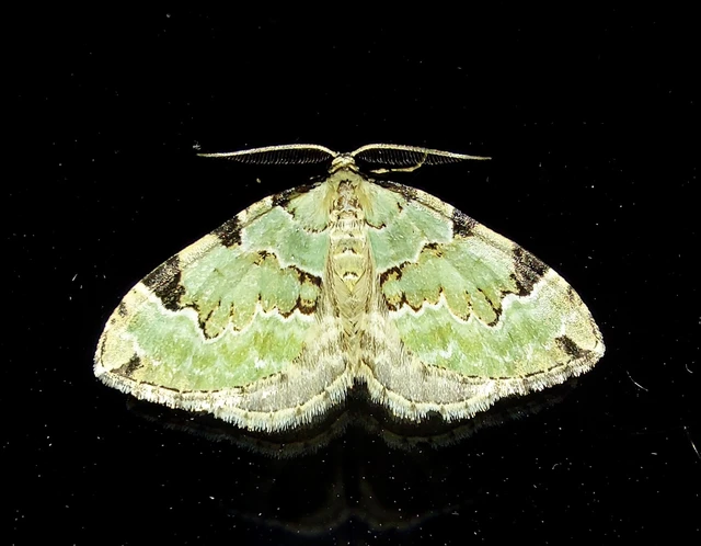 Colostygia pectinataria - zöld levélaraszoló