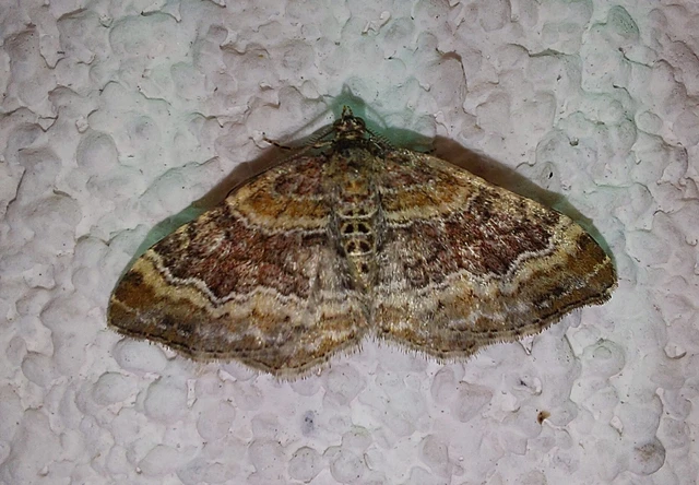 Xanthorhoe spadicearia - sávos tarkaaraszoló